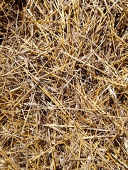 wheat field in the summer in the open countryside