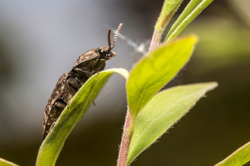 Coléoptères,Agrypnus murinus