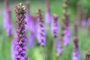 Flowers and plants in the garden