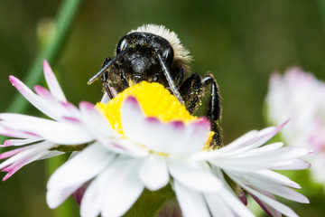 France,Auvergne,Allier,Le Brethon,Insecte