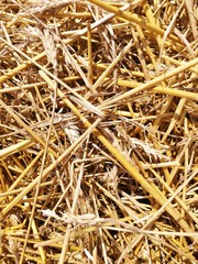 wheat field in the summer in the open countryside