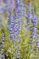 Lacey Blue Russian sage