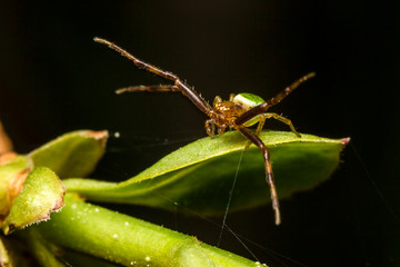 Araignee,Araignee courge,Araniella cucurbitina