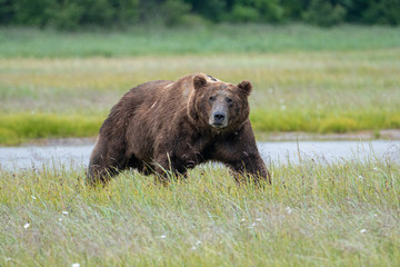 Naklejka na ściany i meble Male coastal brown bear (Ursus arctos) walking through meadows in the Katmai NP, Alaska