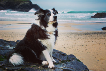 Border collie sitting on a rock on the beach