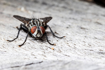 Mouche grise,Sarcophaga carnaria