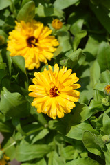 Garden marigold