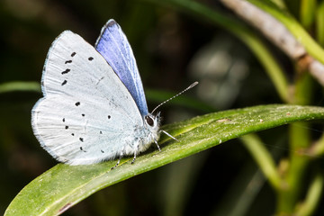 France,Auvergne,Allier,Le Brethon,Insecte
