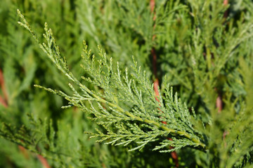 Leyland cypress