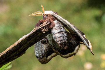 France,Auvergne,Allier,Le Brethon,Insecte