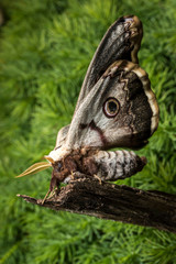 Papillon,Le grand paon de nuit,Saturnia pyri,Saturniidae