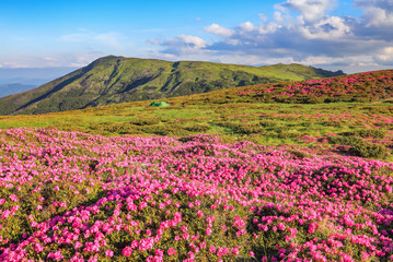 Fototapeta premium Summer scenery. Panoramic view in lawn are covered by pink rhododendron flowers, blue sky and high mountain. Location Carpathian, Ukraine, Europe. Colorful background. Concept of nature revival.