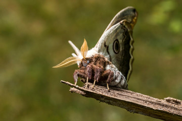 France,Auvergne,Allier,Le Brethon,Insecte