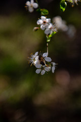Blossom and bee II