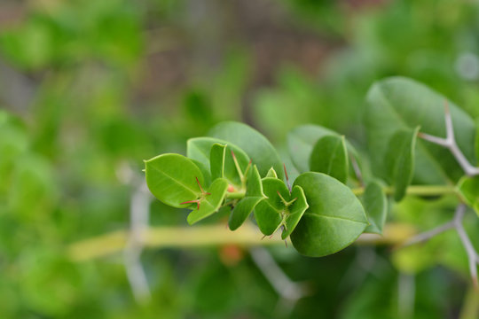 Natal Plum