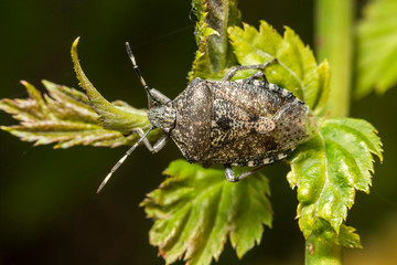 Punaise dorée,Rhaphigaster nebulosa