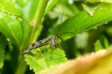France,Auvergne,Allier,Le Brethon,Insecte