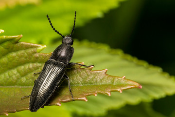 Coleoptere,Cidnopus pilosus