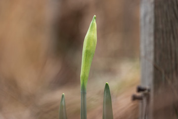 Daffodil Flower Bud Sprouting in Springtime