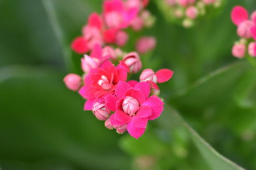 Fototapeta premium Florist kalanchoe