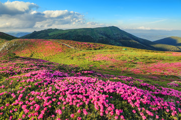 Fototapeta premium Amazing summer day. Mountain landscape. The lawns are covered by pink rhododendron flowers. Concept of nature rebirth. Location place Carpathian, Ukraine, Europe.