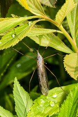 France,Auvergne,Allier,Le Brethon,Insecte