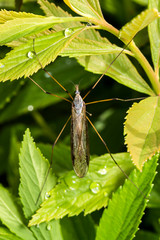 Moustique,Tipule ,Epiphragma ocellare