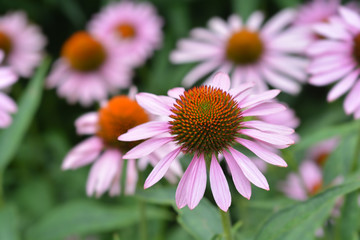 Pink coneflower Rubinstern