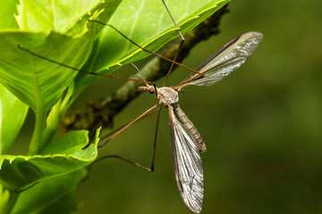 Moustique,Tipule ,Epiphragma ocellare