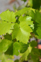 Chardonnay Grape Vine