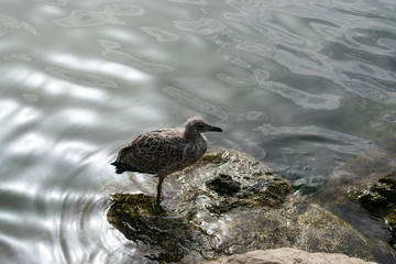 Seagull cub at the port