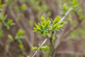 Honeysuckle Leaves Sprouting in Springtime