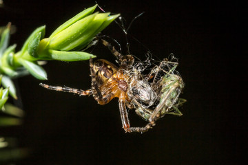 Araignée des Jardins ou Araignée Porte-Croix,Epeire Diadème