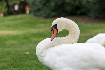 Fototapeta premium White swan posing at the park