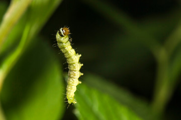 Chenille,La tenthrède du rosier