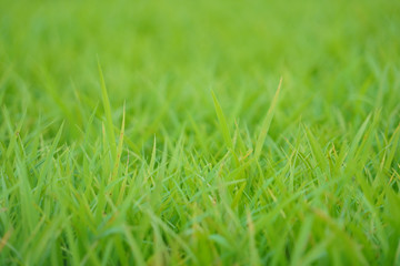 Green rice paddy field background.Green natural pattern rice field in summer.