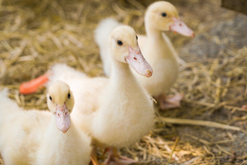 Cute duckies in their nest. Yellow ducklings on hay.Duck is numerous species in the waterfowl...