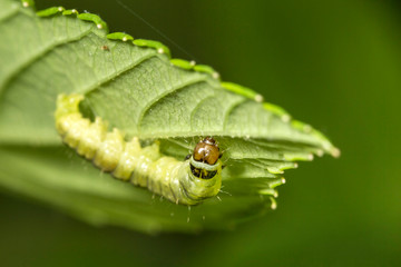 Chenille,La tenthrède du rosier