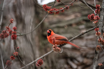 Northern Cardinal Perched on Branch in Springtime