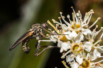 Mouche,Empis marqueté,Empis tessellata
