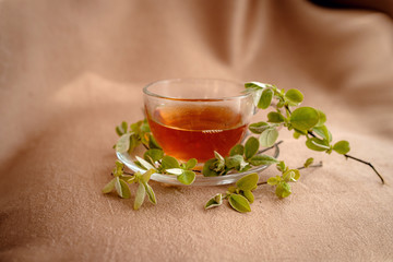 glass cup of tea by the window with green young branches