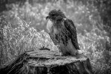 Buteo jamaicensis red-tailed hawk, mysiak cervenochvosty,kane rudoocasa