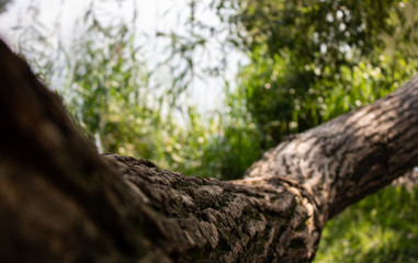 Tree trunk close-up. Plenty of room for text.