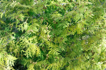 Branches of the plant are green, decorative bushes. Vegetation.