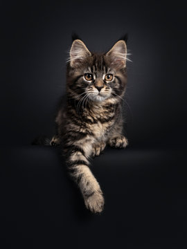 Cute classic black tabby Maine Coon cat kitten, laying down facing front with paw hanging over edge. Looking straight ahead with orange brown eyes. Isolated on black background.
