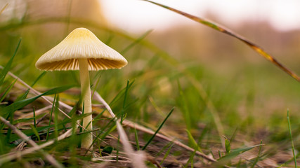 mushroom in grass