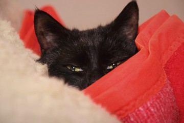 Śpiący czarny kot w czerwonym kocu