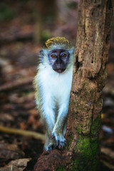 Monkey portraiture