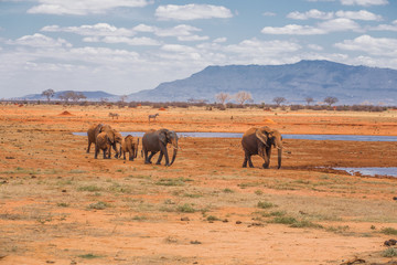 elefanti in colonna