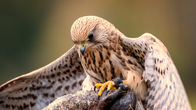 Falco tinnunculus,sokol mysiar, postolka, pustovka, The common kestrel,cernicalo